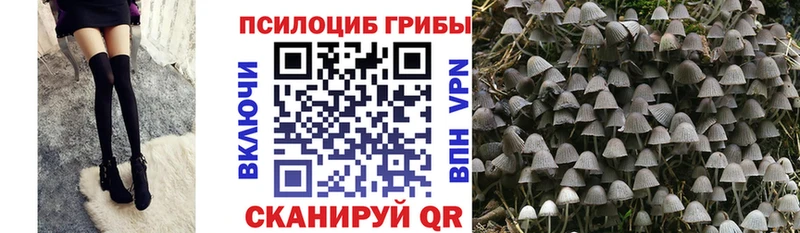 Галлюциногенные грибы Psilocybe  Купить закладки  Тогучин 